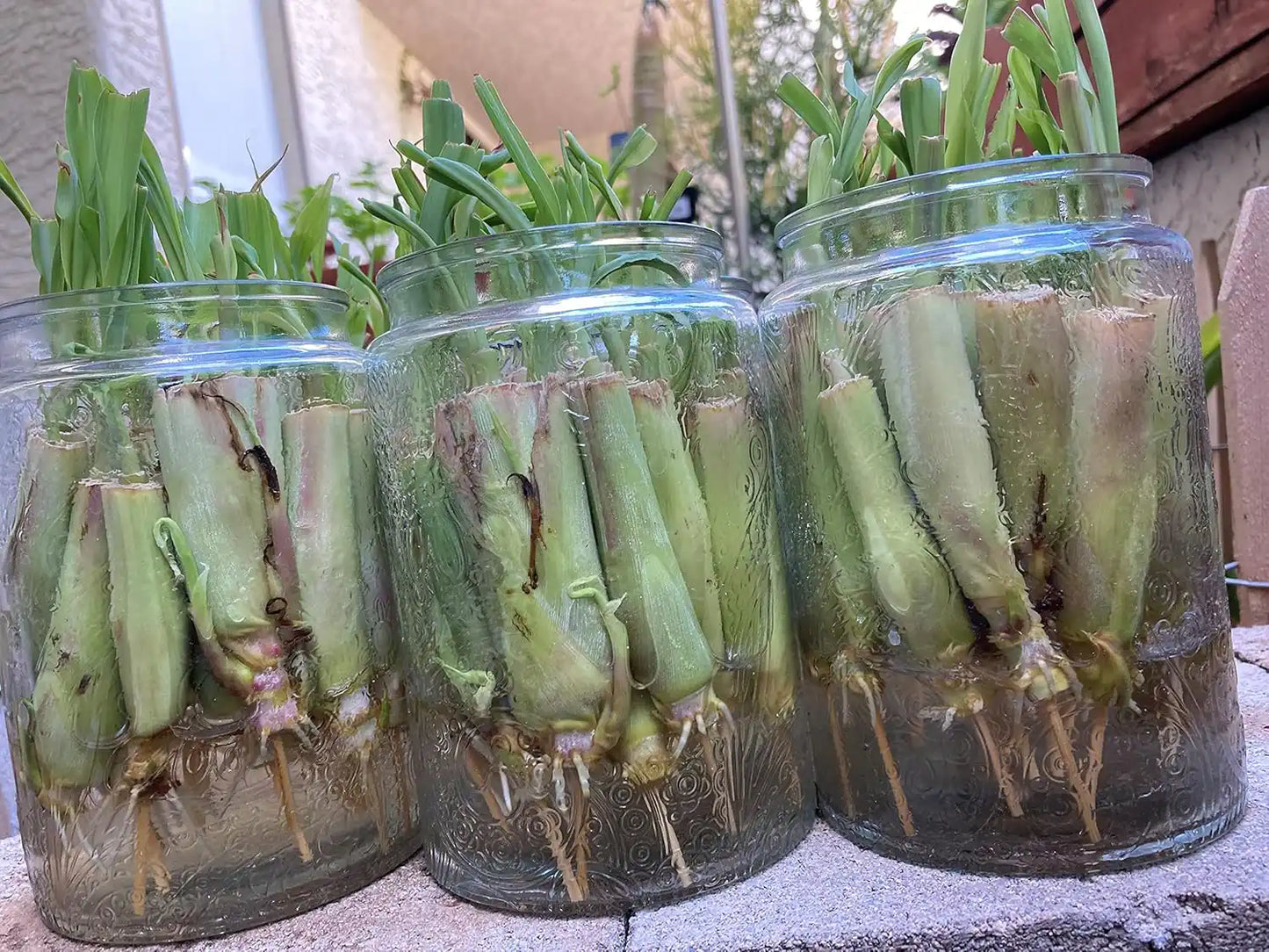 live lemongrass plants sitting in a jar of water