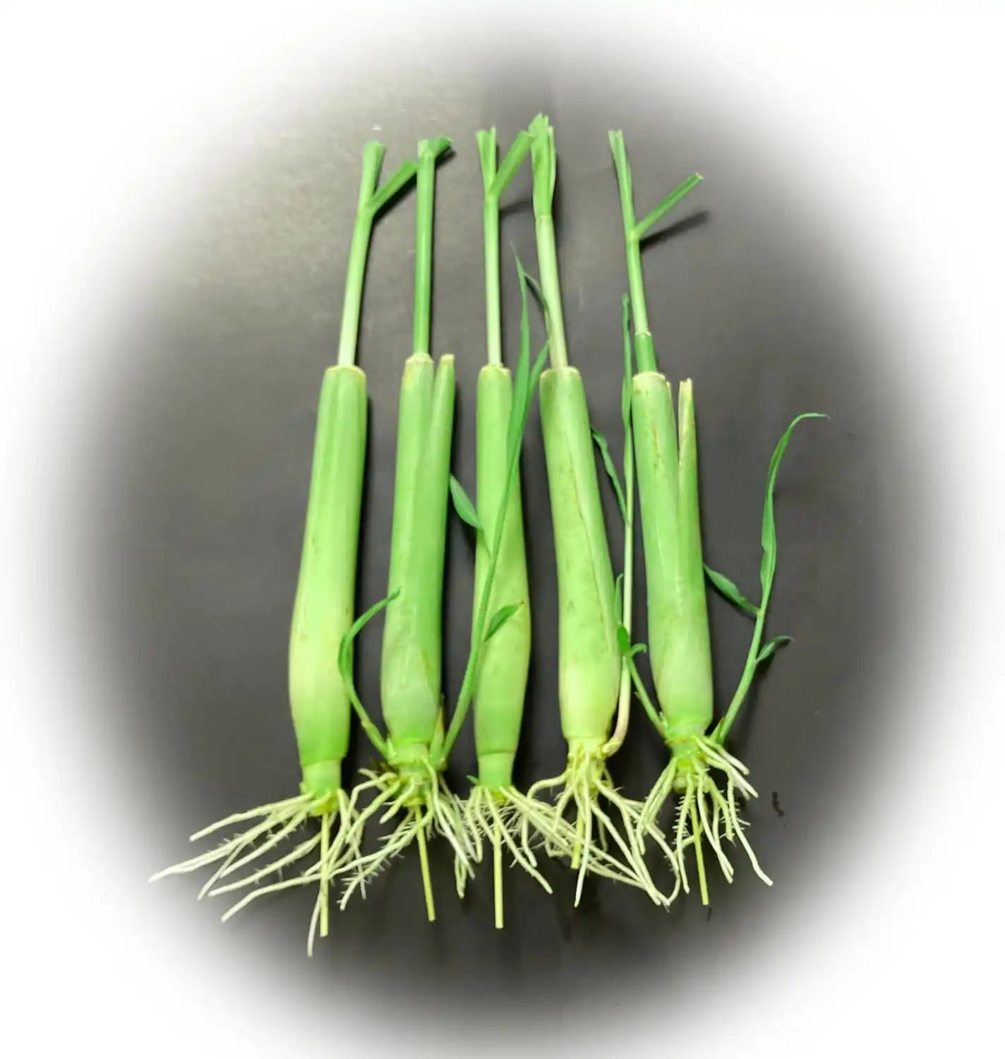 live rooted lemongrass stalks ready to plant