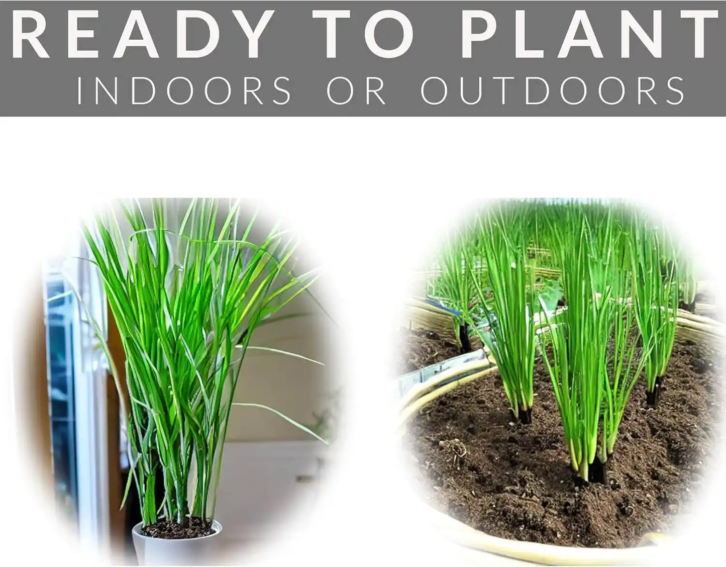 lemongrass plant growing indoors and live lemon grass plants outdoors