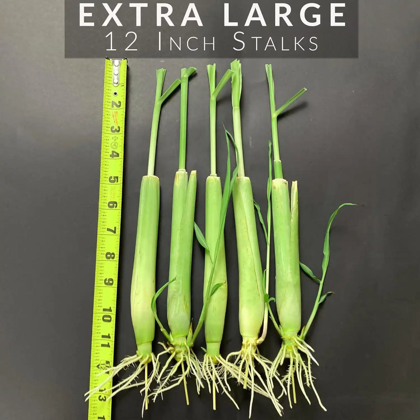 large lemon grass live plants for sale