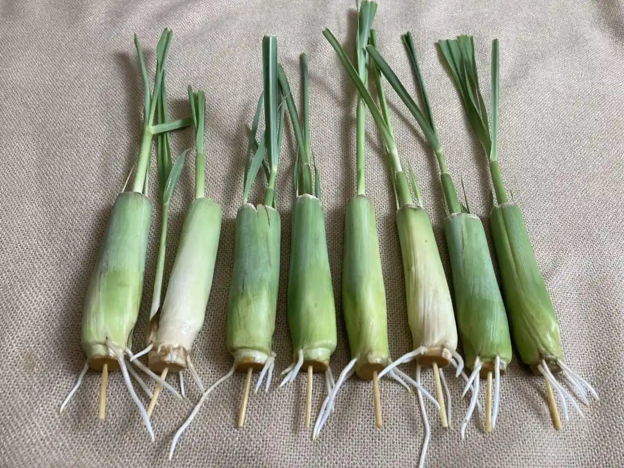 8 stalks of lemon grass plants