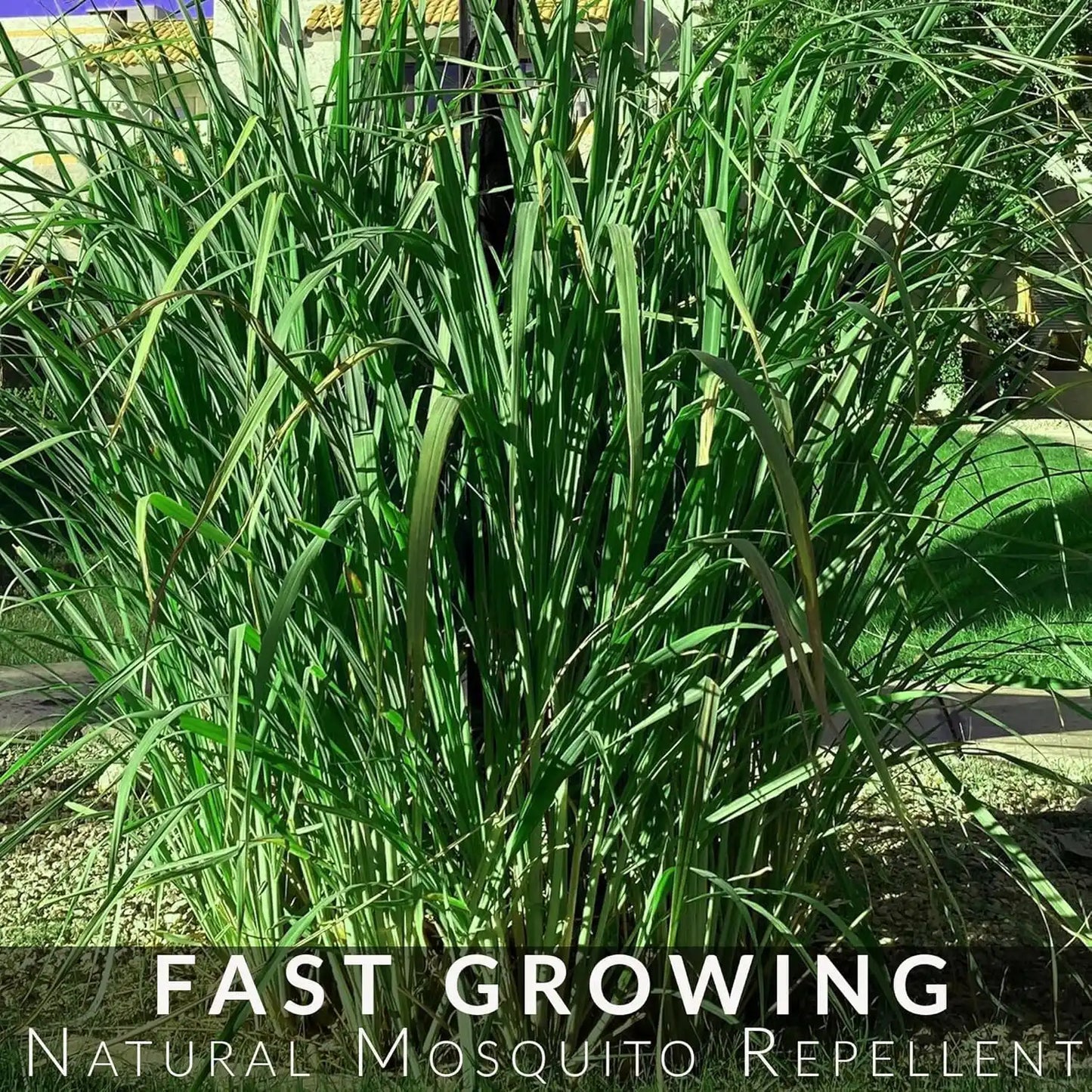 lemongrass plant as a natural mosquito repellent