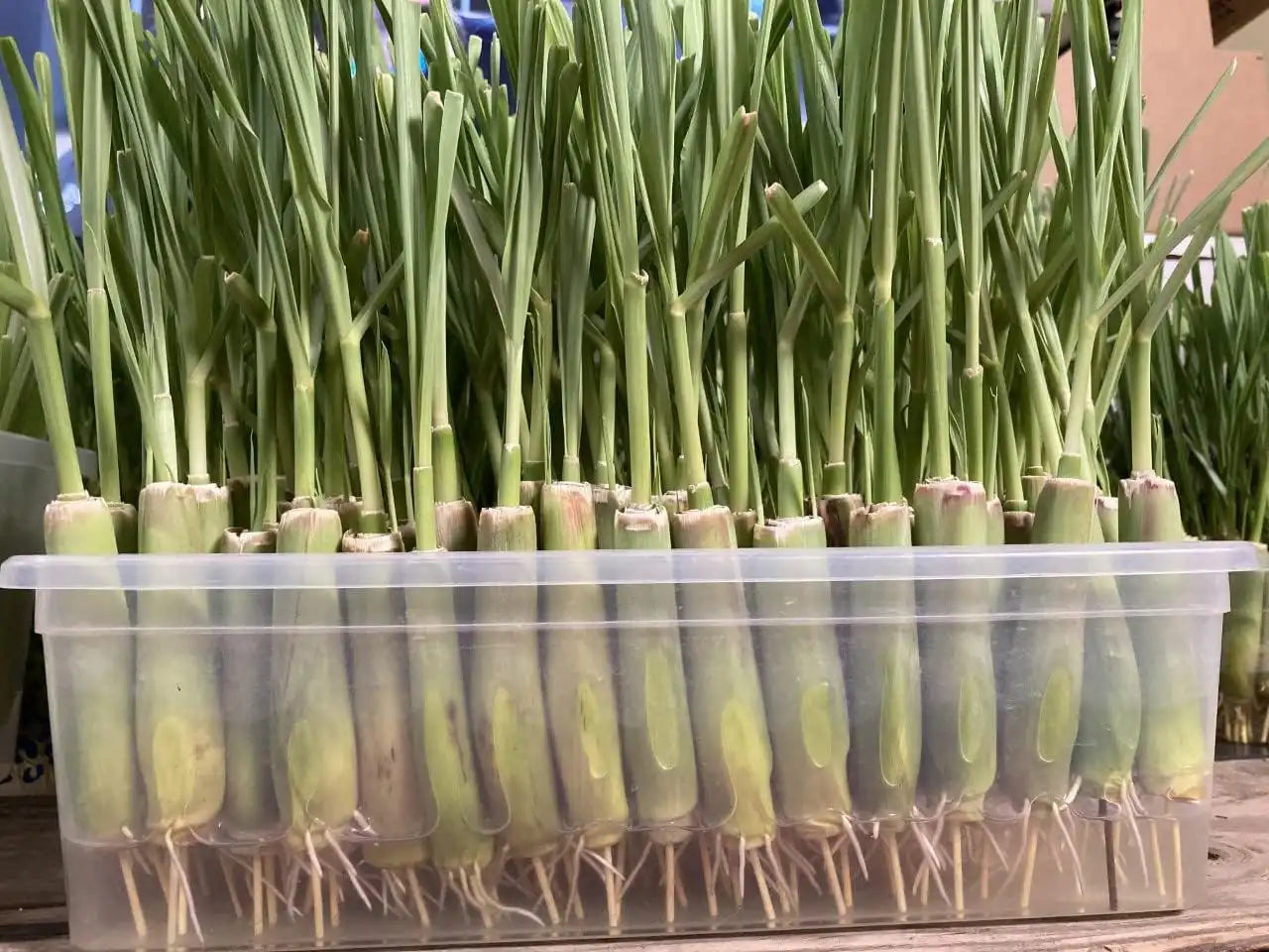 organic lemongrass plants for sale