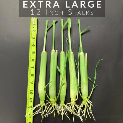 large lemon grass live plants for sale